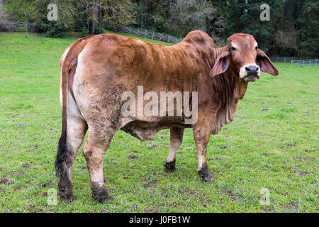 Le bétail de Brahman au pâturage vert rural farm dans l'Oregon Banque D'Images