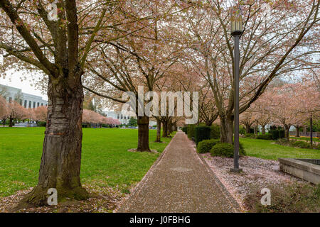 Cerisiers par lamp postes le long sentier pédestre dans parc du centre-ville de Salem en Oregon pendant la saison du printemps Banque D'Images