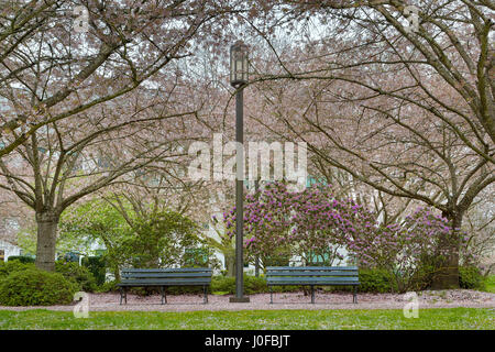 Cerisiers par des bancs de parc et des lampadaires en parc du centre-ville de Salem en Oregon pendant la saison du printemps Banque D'Images