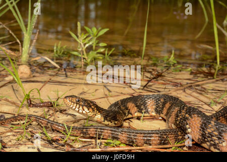 Un serpent d'eau bagués au soleil au bord d'un petit étang. Banque D'Images