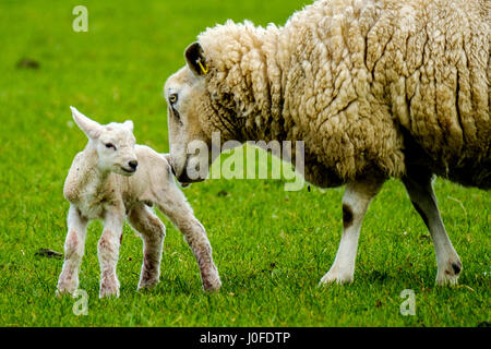 Ewe tend à sa nouvelle agneau né au printemps Banque D'Images