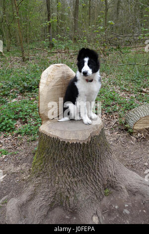 Mignon chiot border collie assis sur une souche d'arbre bois seat UK Banque D'Images