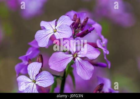 Lunaria annua Lunaria Honesty ou Honesty annuel tête de fleur floraison en avril début de printemps fleurs violettes fleurissant bleu pâle gros plan fleur gros plan Banque D'Images