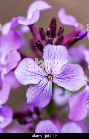 Lunaria annua floraison en gros plan Portrait de fleur Violet Bleu gros plan fleur Lunaria Honesty Plant Honesty Moonwort Blooming fleurs annuelles pétales Banque D'Images