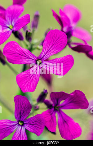 Lunaria annua, appelé l'honnêteté ou l'honnêteté annuel Banque D'Images