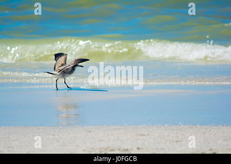 Plage avec sea gull Banque D'Images