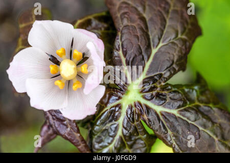 Podophyllum hexandrum, Apple peut l'Himalaya, Sinopodophyllum Banque D'Images