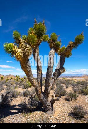 Joshua Tree Park près de Las Vegas, Nevada Banque D'Images