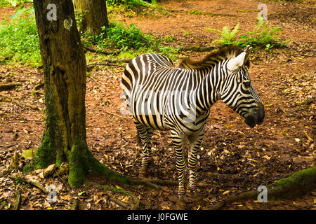 Avec de belles zébrées noir et blanc rayé près d'un arbre photo prise à Ragunan zoo de Jakarta, Indonésie Banque D'Images