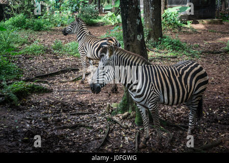 Deux belles Zebra de noir et blanc rayé près d'un arbre photo prise à Ragunan zoo de Jakarta, Indonésie Banque D'Images