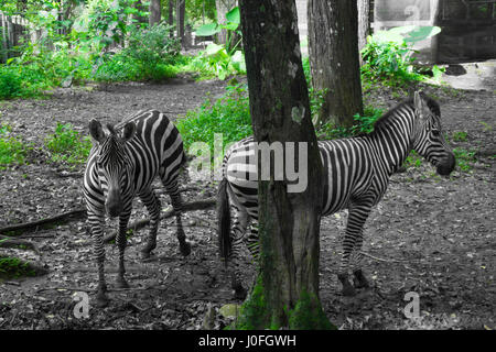 Deux belles Zebra de noir et blanc rayé près d'un arbre photo prise à Ragunan zoo de Jakarta, Indonésie Banque D'Images