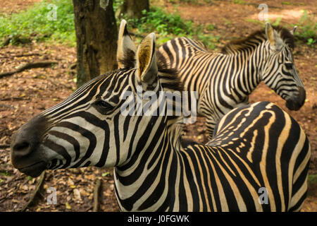 Deux belles Zebra de noir et blanc rayé près d'un arbre photo prise à Ragunan zoo de Jakarta, Indonésie Banque D'Images