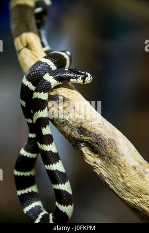 California king Snake pendaison de branche Banque D'Images