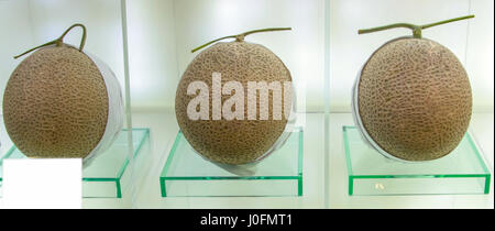 Les melons mûrs parfait à l'amende shop. C'est une coutume au Japon pour donner cher fruits aussi des cadeaux pour les occasions spéciales comme les mariages. Banque D'Images