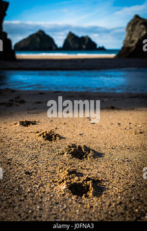 Empreintes de pattes de chien dans le sable le long du rivage sur une belle plage à Cornwall en Angleterre Banque D'Images