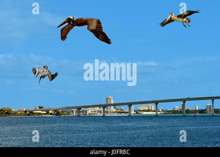 Le Pélican brun survolant Sand Key en Floride Banque D'Images