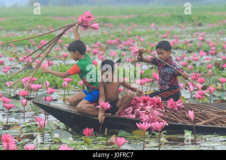 Les enfants ruraux recueillir de l'eau rouge lily marsh en utilisant bateau. De nombreuses personnes de gagner leur vie en les vendant à un légume au marché. , Barishal Banglad Banque D'Images