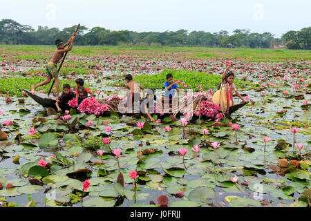 Les enfants ruraux recueillir de l'eau rouge lily marsh en utilisant bateau. De nombreuses personnes de gagner leur vie en les vendant à un légume au marché. , Barishal Banglad Banque D'Images