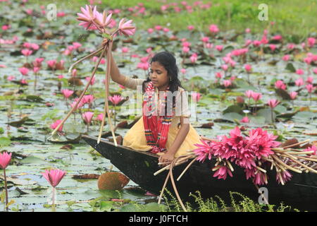 La fille rurale recueillir tas de nénuphars de Shatla beel à Ujirpur à Barisal. Le Bangladesh Banque D'Images