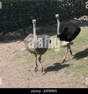 Autruche d'Afrique mâle (Struthio camelus) en chaleur à la poursuite d'un femme Banque D'Images
