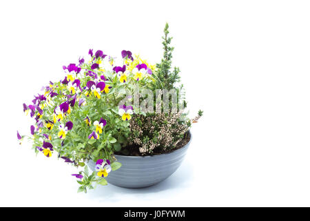 Petit arbre pin tricolore avec pansy flower est une plante de printemps au moment isolé en fond blanc - violet, jaune et blanc Banque D'Images