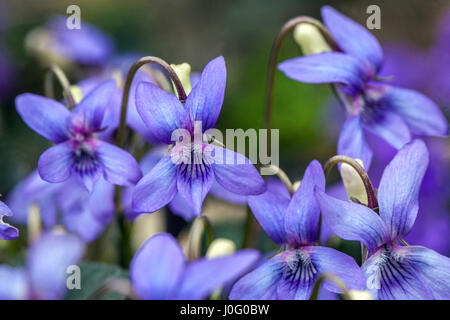 Viola labradorica, chien Alpin Alpine, violet, violet, violet américaine du chien chien violet, violet et-Labrador Banque D'Images