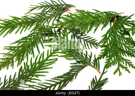 Les rameaux verts de thuja isolé sur fond blanc Banque D'Images