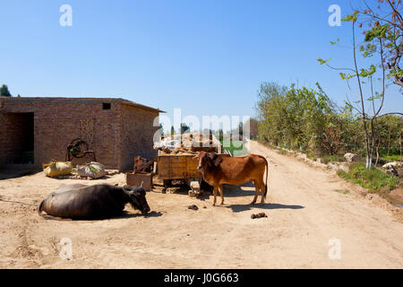 Une ferme traditionnelle du Rajasthan avec le bétail et les bâtiments de ferme près de panier et de champs de blé sous un ciel bleu au printemps en Inde Banque D'Images