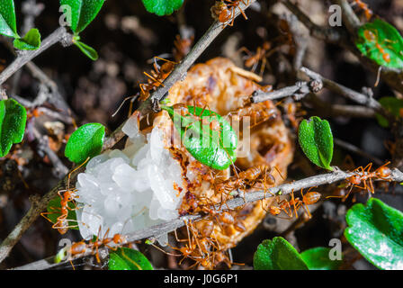 Beaucoup de fourmis mangeant le riz collant on Tree Banque D'Images