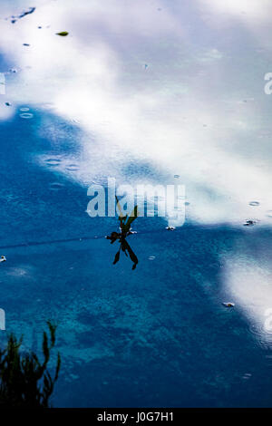 Ciel bleu,la pluie, et les nuages reflètent dans une piscine de l'eau sur une dalle de béton avec une mauvaise herbe piquer à travers une fissure Banque D'Images