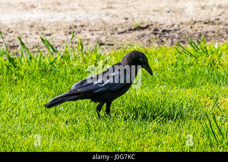 Une corneille d'Amérique errant dans l'herbe à la recherche de nourriture. Banque D'Images