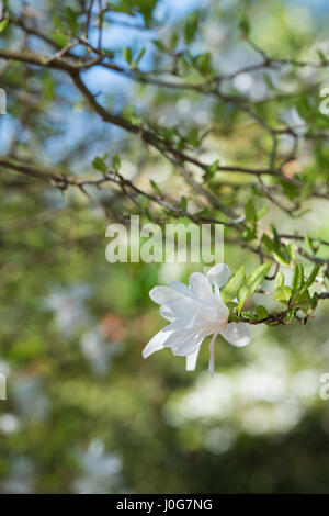 Magnolia kobus var. stellata 'deux pierres'. Star Magnolia 'deux pierres' fleur au printemps Banque D'Images