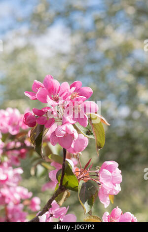 Malus '' Chilko. Crabe Chilko apple. Arbre ornemental Apple Blossom au printemps. UK Banque D'Images