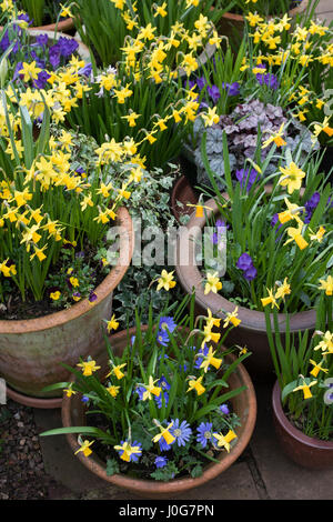 Narcisse. Pots de début du printemps, jonquilles et crocus. UK Banque D'Images