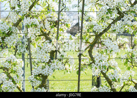 Pyrus communis 'Louise Bonne de Jersey". 'Poire Louise Bonne de Jersey' l'espalier arbres en fleurs. RHS Wisley Gardens, Surrey, Angleterre Banque D'Images