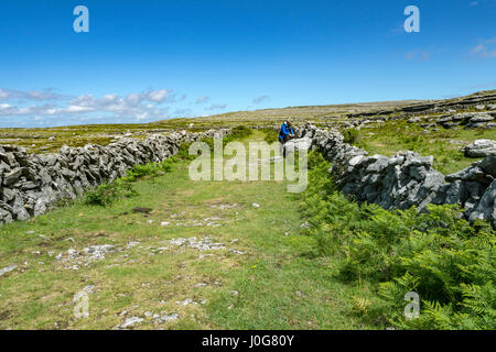 Un marcheur sur l'ancienne route verte autour de tête noire, près de Pont Fanore, le Burren, comté de Clare, Irlande Banque D'Images