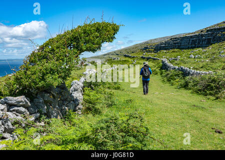 Un marcheur sur l'ancienne route verte autour de tête noire, près de Pont Fanore, le Burren, comté de Clare, Irlande Banque D'Images