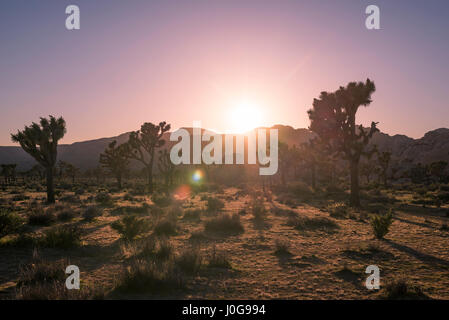 Paysage désertique et Joshua Trees capturés avant le coucher du soleil. Joshua Tree National Park, Californie, USA. Banque D'Images