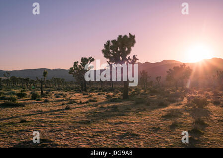 Paysage désertique et Joshua Trees capturés avant le coucher du soleil. Joshua Tree National Park, Californie, USA. Banque D'Images