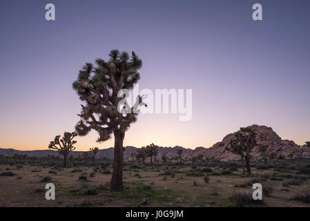 Paysage désertique et Joshua Trees capturés avant le coucher du soleil. Joshua Tree National Park, Californie, USA. Banque D'Images