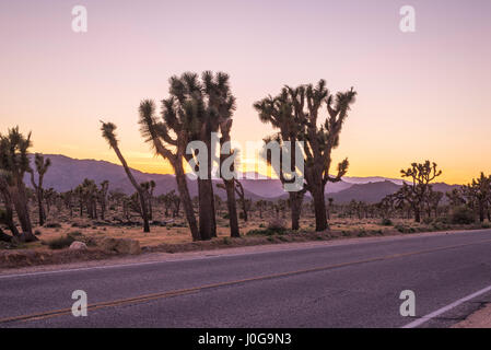 Paysage désertique et Joshua Trees capturés avant le coucher du soleil. Joshua Tree National Park, Californie, USA. Banque D'Images