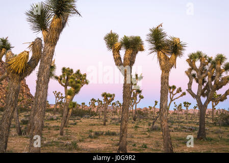 Paysage désertique et Joshua Trees capturés avant le coucher du soleil. Joshua Tree National Park, Californie, USA. Banque D'Images