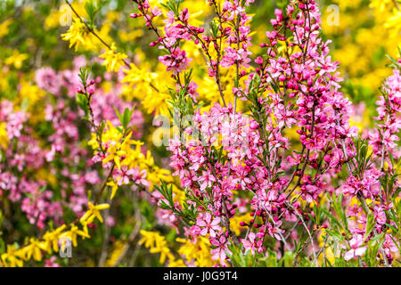 Prunus tenella Fire Hill nain amande russe jaune Forsythia Pink Flowers avril jardin arbustes fleuris fleurs branches printemps arbuste fleuri Banque D'Images