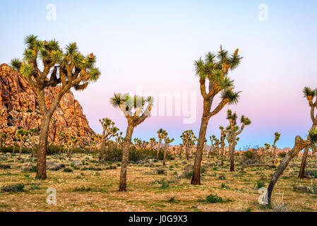 Paysage désertique et Joshua Trees capturés avant le coucher du soleil. Joshua Tree National Park, Californie, USA. Banque D'Images