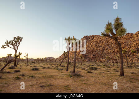 Paysage désertique et Joshua Trees capturés avant le coucher du soleil. Joshua Tree National Park, Californie, USA. Banque D'Images