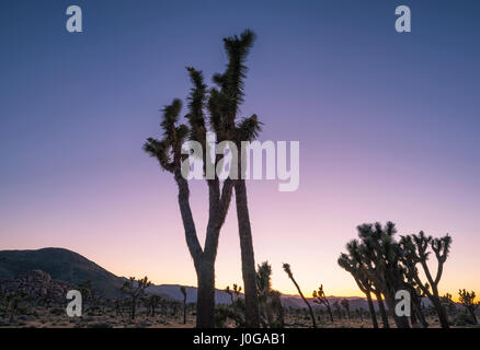 Paysage désertique et Joshua Trees capturé au coucher du soleil. Joshua Tree National Park, Californie, USA. Banque D'Images