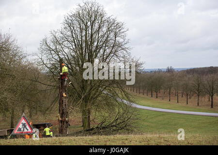 Windsor, Royaume-Uni. 9 janvier, 2017. Les chirurgiens de l'arbre est tombé l'un des marronniers d'flanquant la célèbre Longue Marche dans Windsor Great Park. Banque D'Images