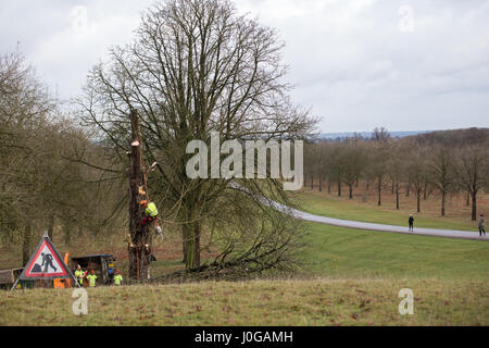 Windsor, Royaume-Uni. 9 janvier, 2017. Les chirurgiens de l'arbre est tombé l'un des marronniers d'flanquant la célèbre Longue Marche dans Windsor Great Park. Banque D'Images