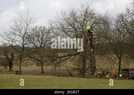 Windsor, Royaume-Uni. 9 janvier, 2017. Les chirurgiens de l'arbre est tombé l'un des marronniers d'flanquant la célèbre Longue Marche dans Windsor Great Park. Banque D'Images