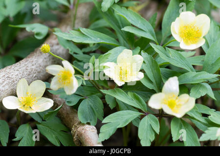 Fleurs jaune pâle de la forme choisie de l'hybride, l'anémone des bois Anemone x lipsiensis 'Pallida' Banque D'Images